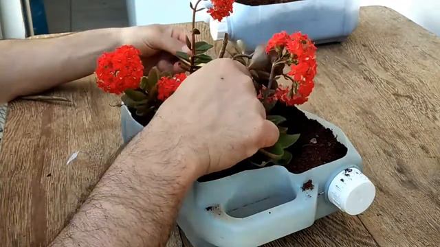 Plantando mudas de Kalanchoe ou a flor da fortuna | como fazer mudas de kalanchoe смотреть онлайн