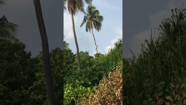 Awkward - Coconut Palm Tree смотреть онлайн