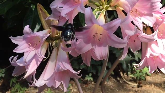 Amaryllis belladonna e Xylocopa violacea Ape Legnaiola смотреть онлайн