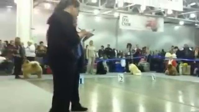 Чау-чау щенки смотреть онлайн