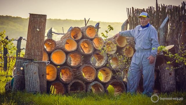 Добыча бортевого мёда в Башкортостане смотреть онлайн