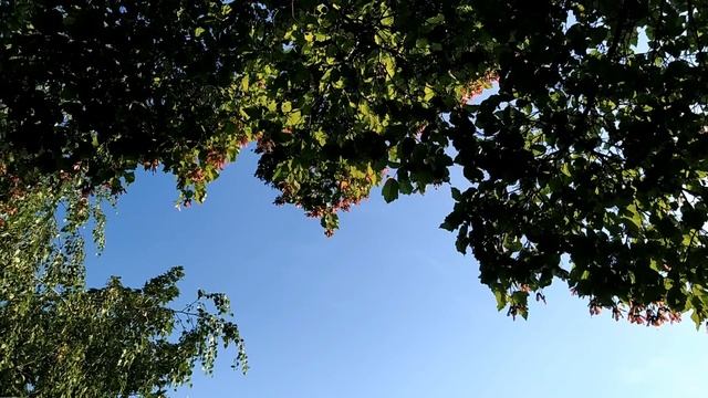 14 августа.МЕДОВЫЙ СПАС. Народные традиции и приметы праздника смотреть онлайн