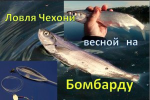 Особенности ловли Чехони с бомбардой — оснастка, приманка и тактика