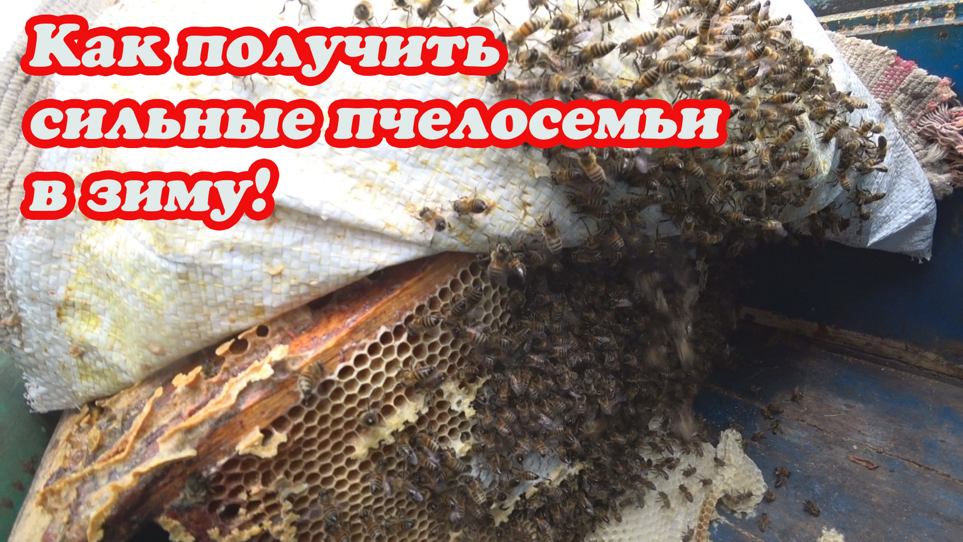 КАК ДОБИТЬСЯ ЖИРНЫХ ПЧЕЛОСЕМЕЙ В ЗИМУ, ЧТО ДЛЯ ЭТОГО БЫЛО СДЕЛАНО. смотреть онлайн