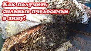 КАК ДОБИТЬСЯ ЖИРНЫХ ПЧЕЛОСЕМЕЙ В ЗИМУ, ЧТО ДЛЯ ЭТОГО БЫЛО СДЕЛАНО.