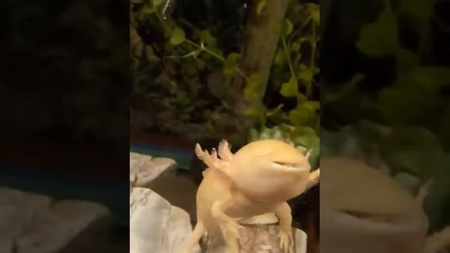 АКСОЛОТЛЬ ЗОЛОТОЙ скушал рыбку смотреть онлайн