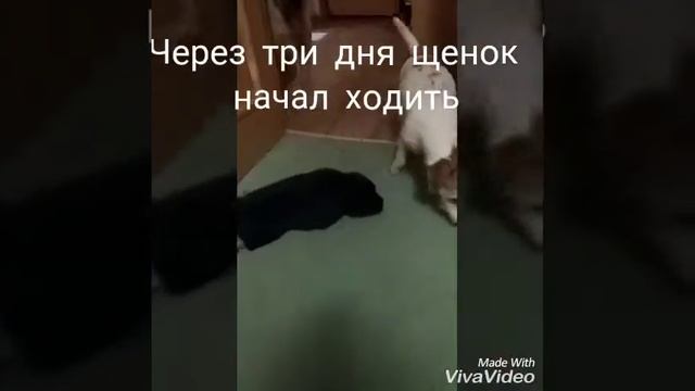 Мастерство и Развитие