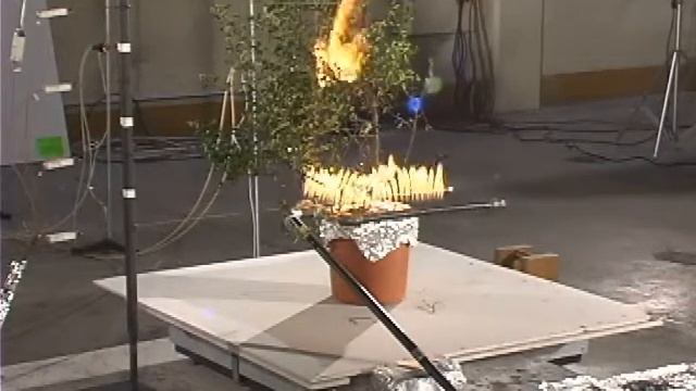 Scarlet Firethorn (Pyracantha Coccinea Var. Mohave) - Low Flammability Shrub.