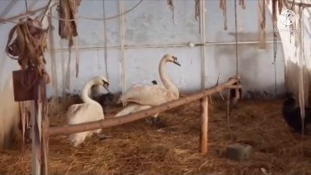 Обычная женщина спасла стаю лебедей от смepти на морозе… вот как они ее отблагодарили смотреть онлайн