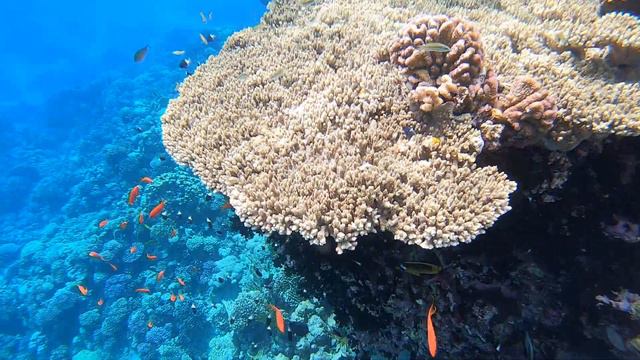 Reef between Baron and Sensatori смотреть онлайн