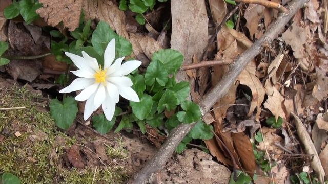 Henry Botanic Garden, Spring 2021, Bloodroot, sanguinaria canadensis смотреть онлайн