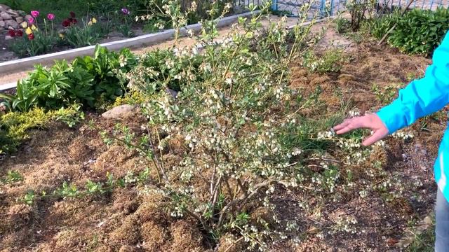 лохина. результат експерименту, щодо морозостійкості.