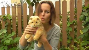 Рыжий котенок игрушка