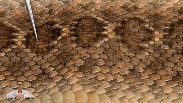 Qué hay dentro del Cascabel de Serpiente? Las serpientes tienen huesos? смотреть онлайн
