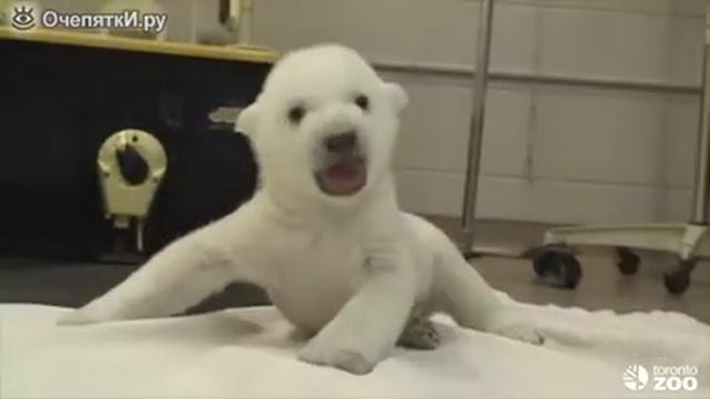 Первые шаги и звуки белого медвежонка смотреть онлайн