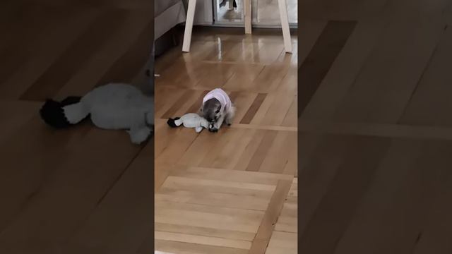 Сурикат ухаживает за игрушкой смотреть онлайн
