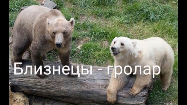 Какой твой гебрид зверя по знаку зодиака смотреть онлайн