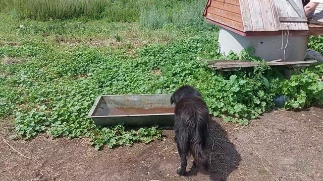 Поздравили деда Матвея с праздником!!!! смотреть онлайн