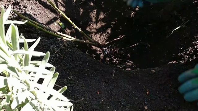 Как сажать розы осенью смотреть онлайн