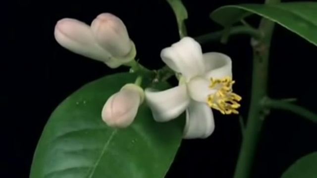 Цветы моего сердца.... смотреть онлайн