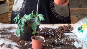 Уход За Циссусом. ЦИССУС. НЕПРИХОТЛИВЫЕ КОМНАТНЫЕ ЛИАНЫ