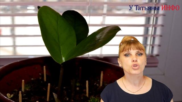 Достали МОШКИ - есть РЕШЕНИЕ!!! Как избавиться от мошек: в квартире на кухне и доме... смотреть онлайн