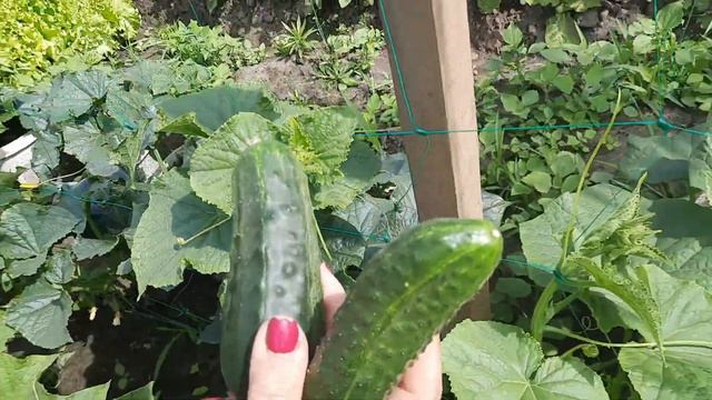 Летние будни | дача | ДР мамы | прогулки с ребёнком смотреть онлайн