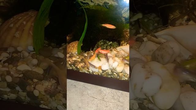 Что будет если к данио бросить таблетку для сомов смотреть онлайн