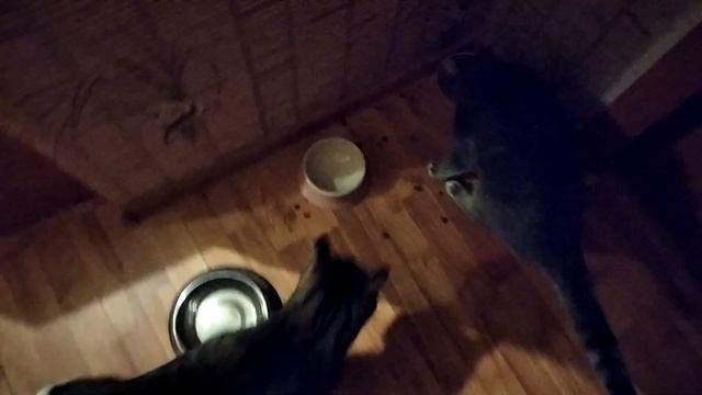Кошачья жизнь смотреть онлайн