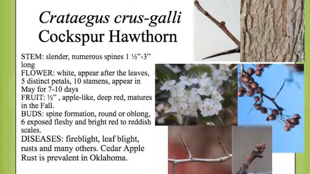 Crataegus crus galli смотреть онлайн