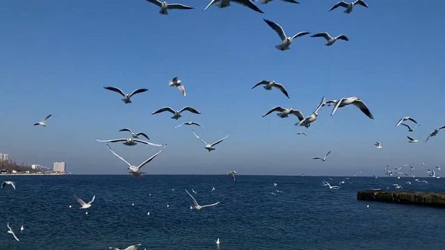 ПОСЛУШАЙ как кричат  ЧАЙКИ . Чайки вблизи, крики чаек, кормим чаек на пирсе. #seasound #naturesound