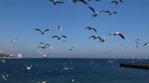 ПОСЛУШАЙ как кричат  ЧАЙКИ . Чайки вблизи, крики чаек, кормим чаек на пирсе. #seasound #naturesound