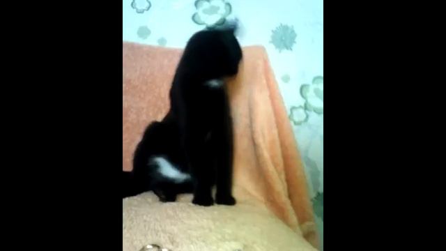 Моя кошка Бусинка смотреть онлайн