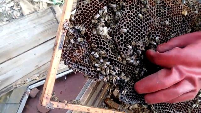 Срывали маточнике, и нашли улики, кто ломал улья и соты. смотреть онлайн