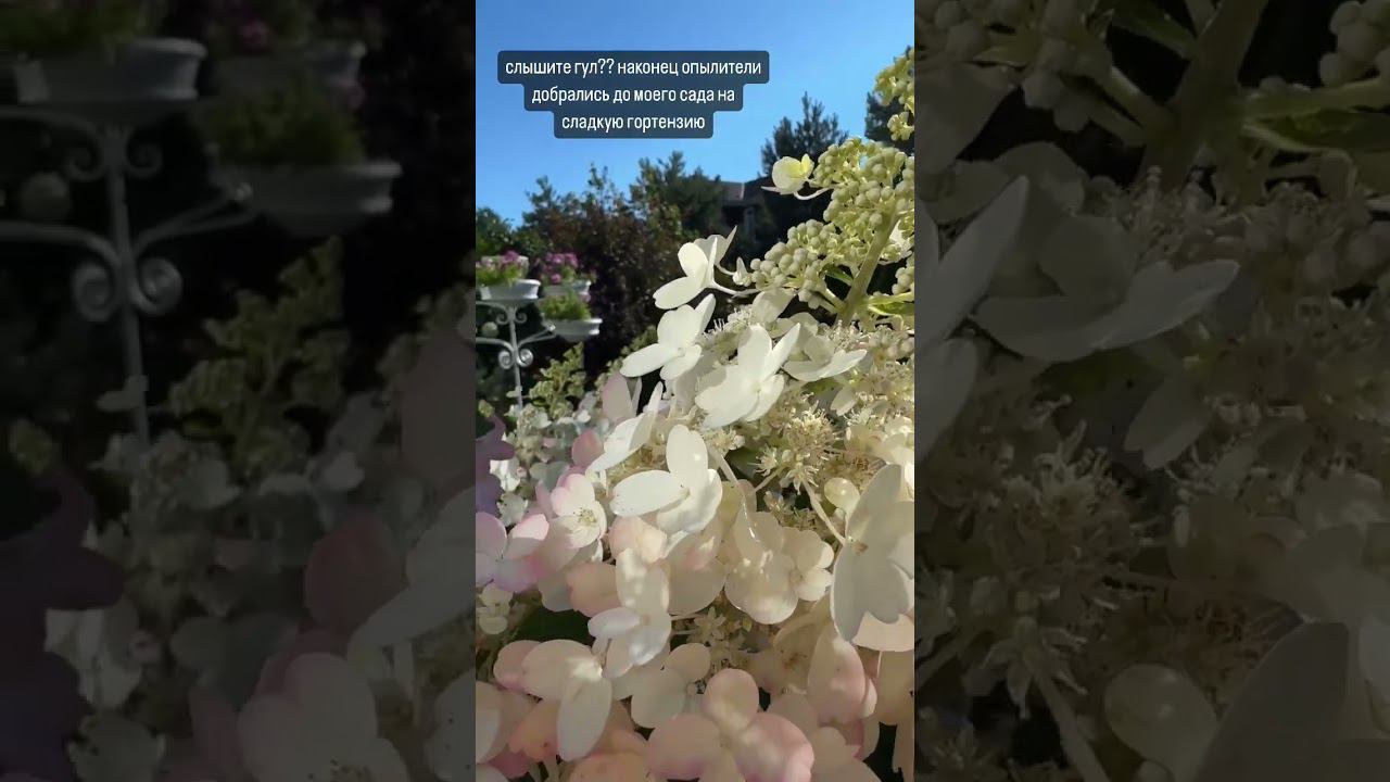 Мой дивный сад 1 смотреть онлайн