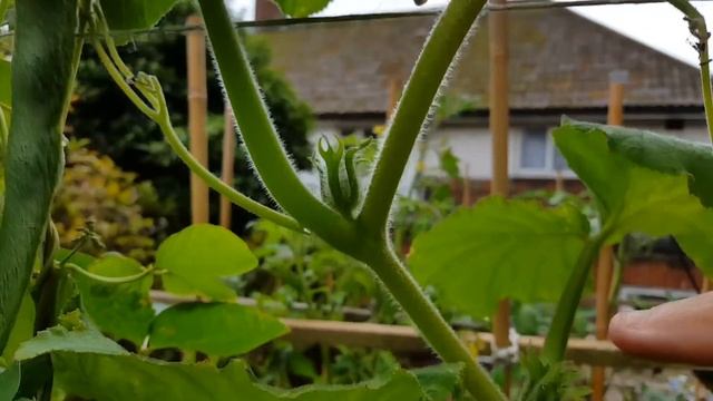 ★ Tips on Growing Vertically (Training Squash, Cucumbers, Melons etc) смотреть онлайн
