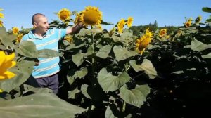 Обзор подсолнечника Альдазор под гербицид Гранстар