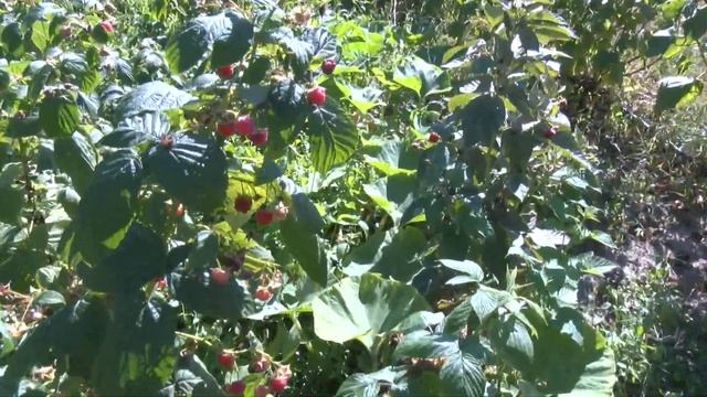 Пересадка малины. Часть 2. Результат. смотреть онлайн