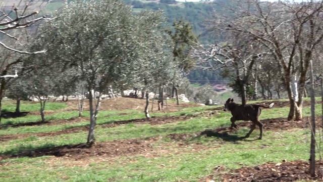 بقرة للاطفال , حيوانات للاطفال , حيوانات المزرعه смотреть онлайн