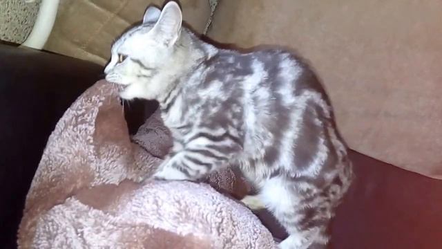 Очень смешная кошка :-) кошачий кайф смотреть онлайн