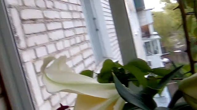 Любование лилией Барута смотреть онлайн