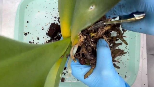 У ОРХИДЕИ ЖЕЛТЕЮТ ЛИСТЬЯ. Пересадка и реанимация орхидеи смотреть онлайн