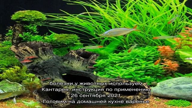 Как выбрать грунт для аквариума? смотреть онлайн