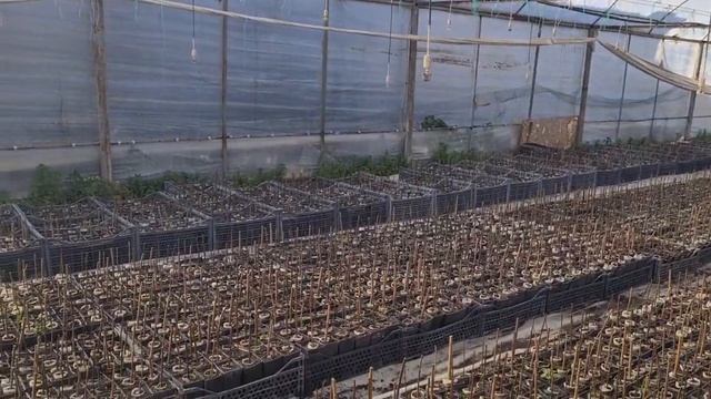 КОЧОТКАНА. ПИТОМНИК