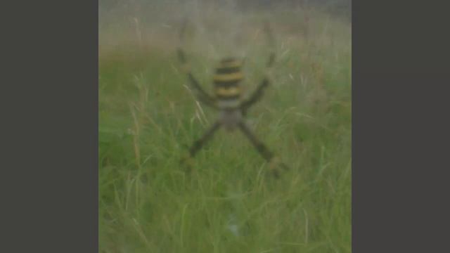 Аргиопа Брюнниха смотреть онлайн