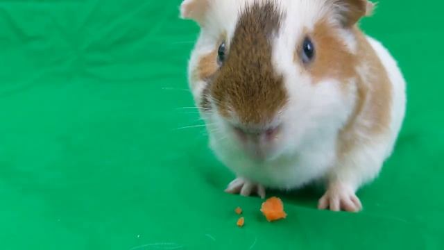 Chip eats a carrot for us смотреть онлайн