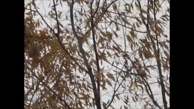 Соболь смотреть онлайн