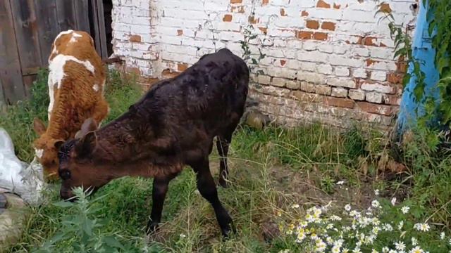 Знакомство с нашими телятами, что же мы будем с ними делать ? смотреть онлайн