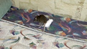 Знакомство и подселение крыс. Ссаживание крыс