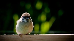 Голоса птиц (звуки чириканья воробьев) | (1 Минута)